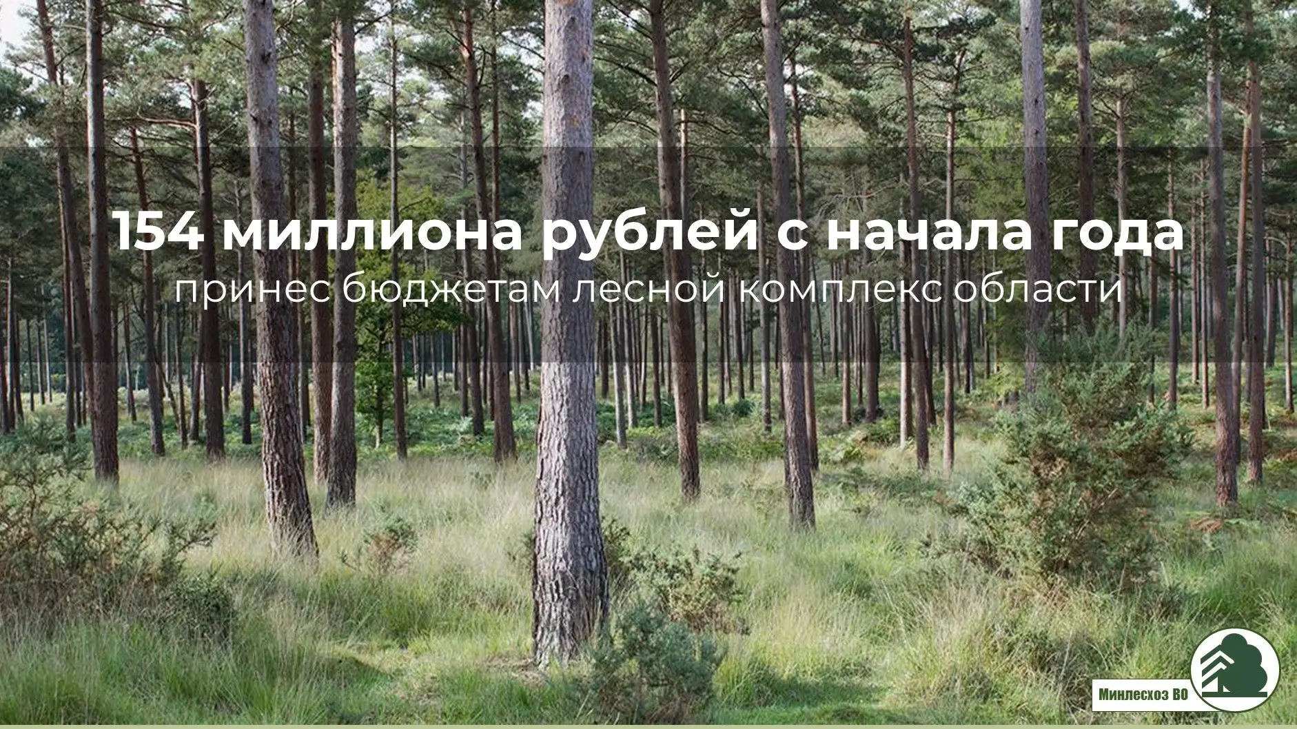 📈Вклад воронежских лесов в экономику региона растет с опережением графика. 
📊Министерство лесного 