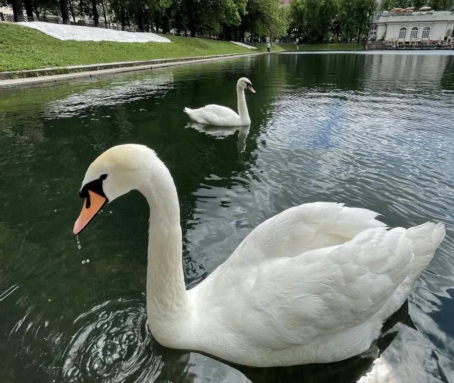 🤩 На Патриарших прудах заметили грациозных лебедей