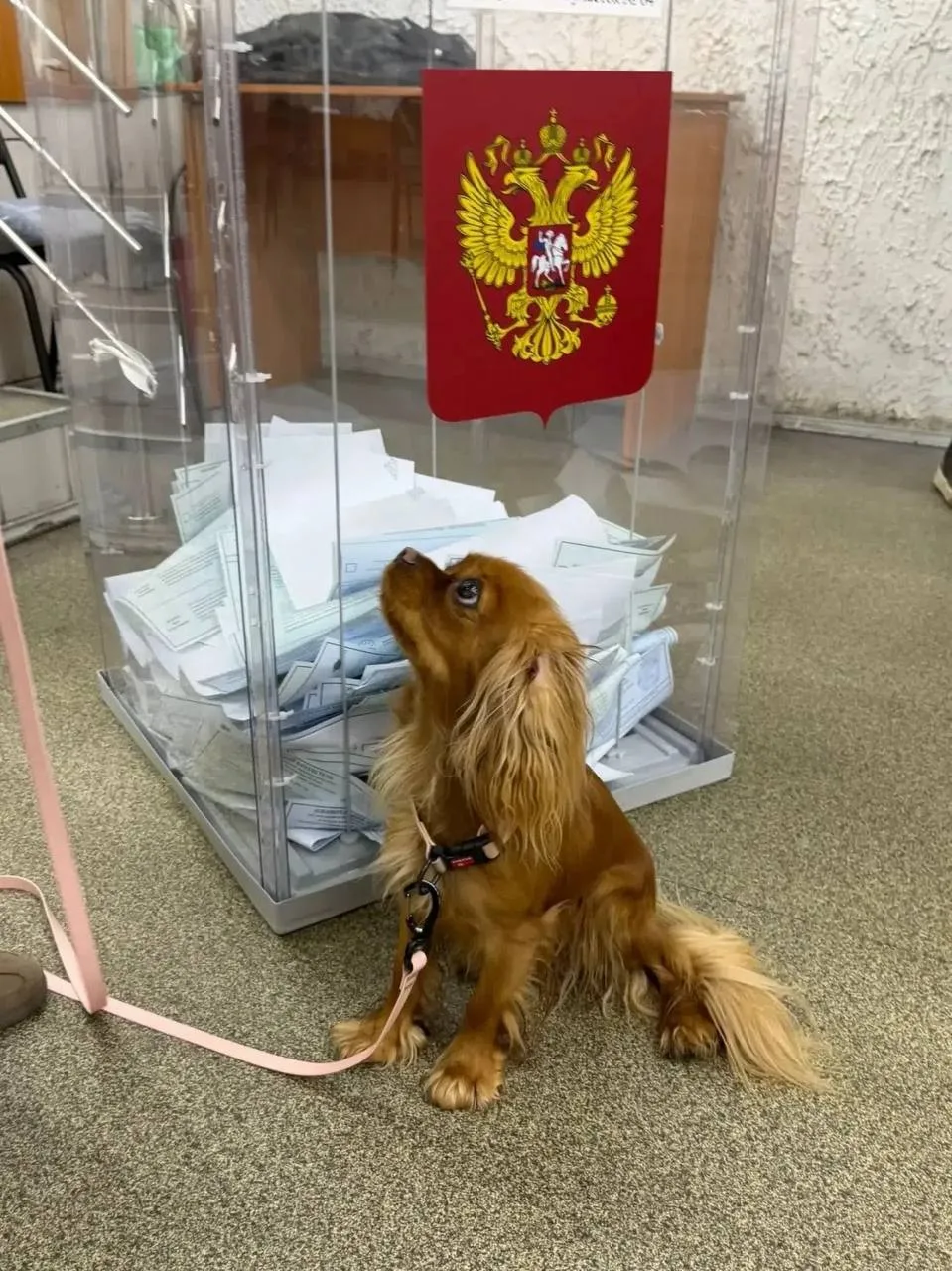 На избирательных участках в Архангельске разрешили находиться с домашними животными. Ме...