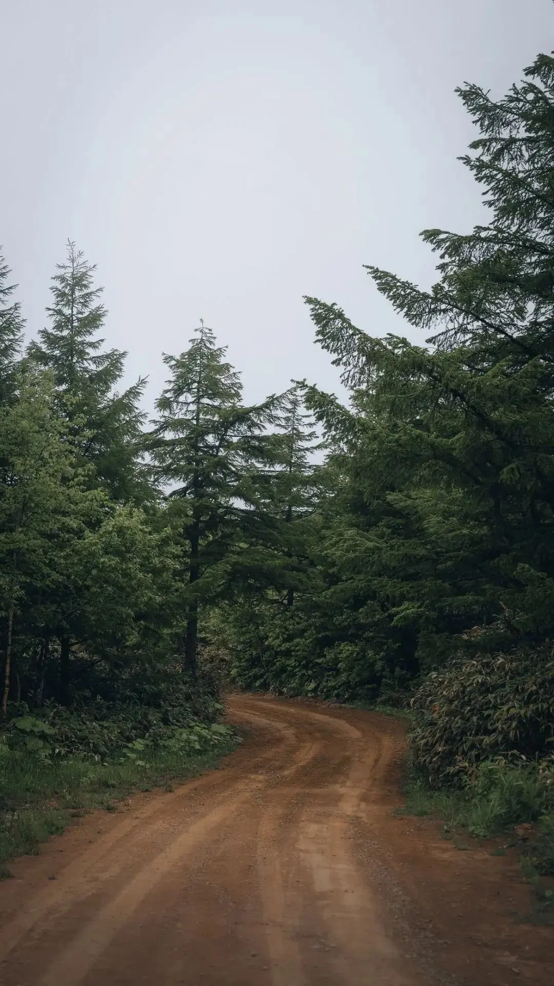🌲🌫Дорога, лес, туман

📍Холмск

📸Фото: Никита Колосов

С любовью, ваши острова 
@ostrova_65
