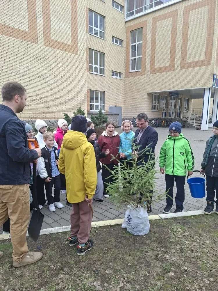 Новое дерево для школьного двора                                                                    