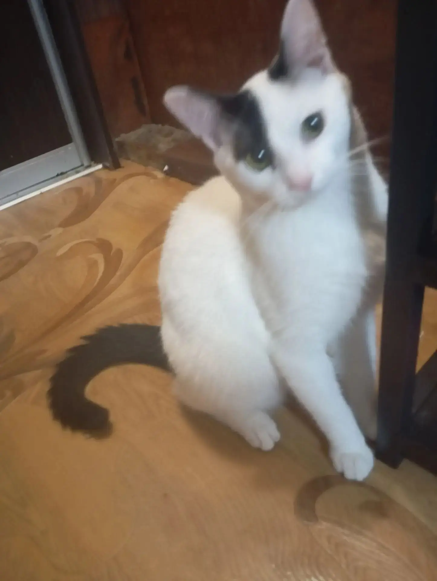 🐾 Настоящий красавец  ищет свой дом! Шикарному Мурзику срочно нужен любящий дом