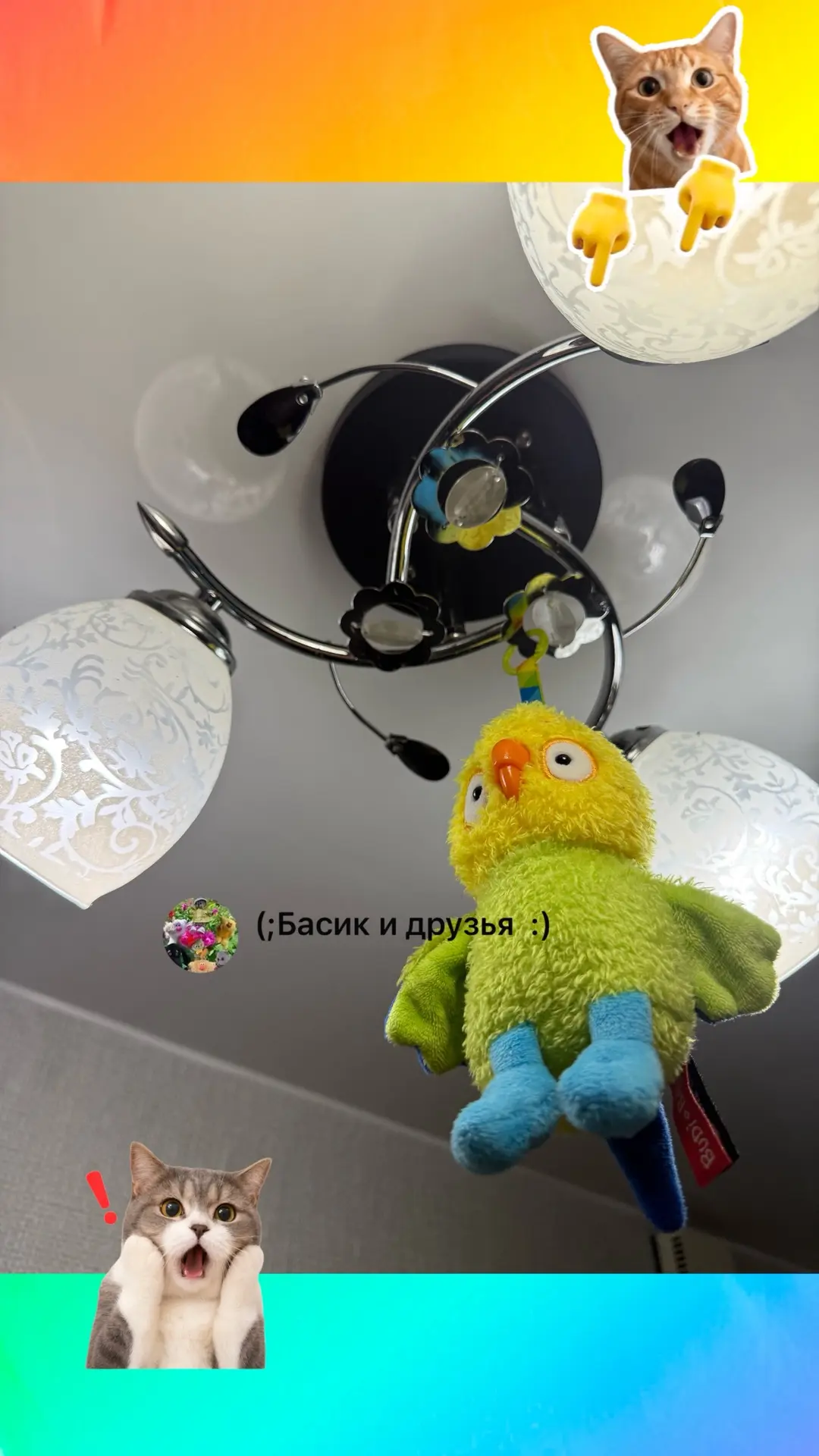 Добрейшее утро, наши КОТейчики🥰😊