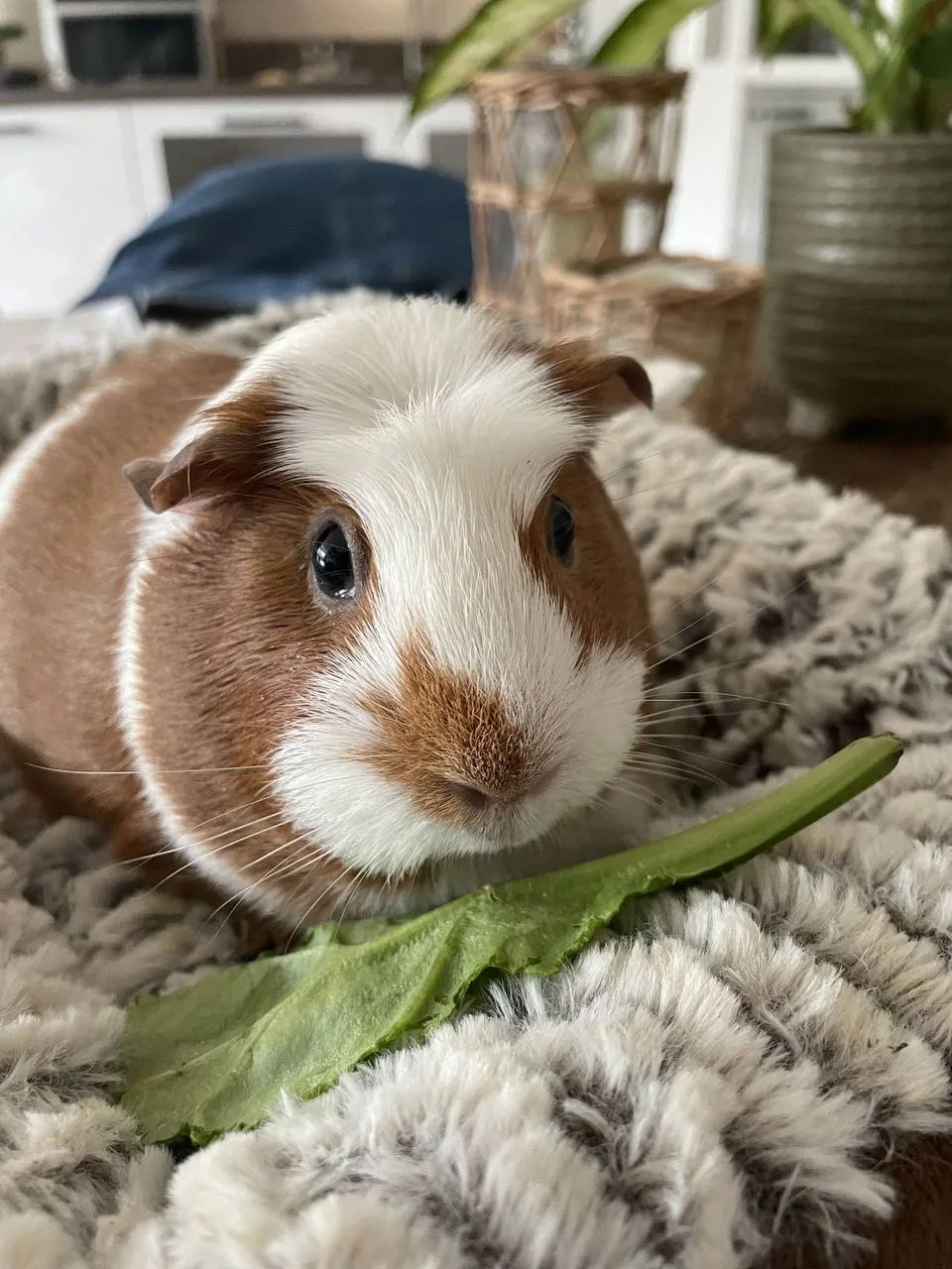 🐭 Морские свинки родом из Южной Америки