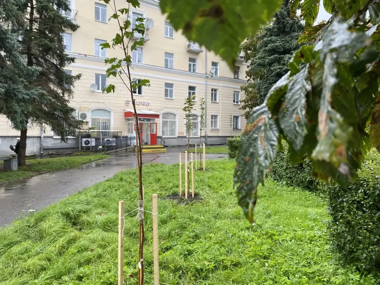 Провели первую очередь компенсационной посадки – взамен деревьев, убранных при ремонте ...