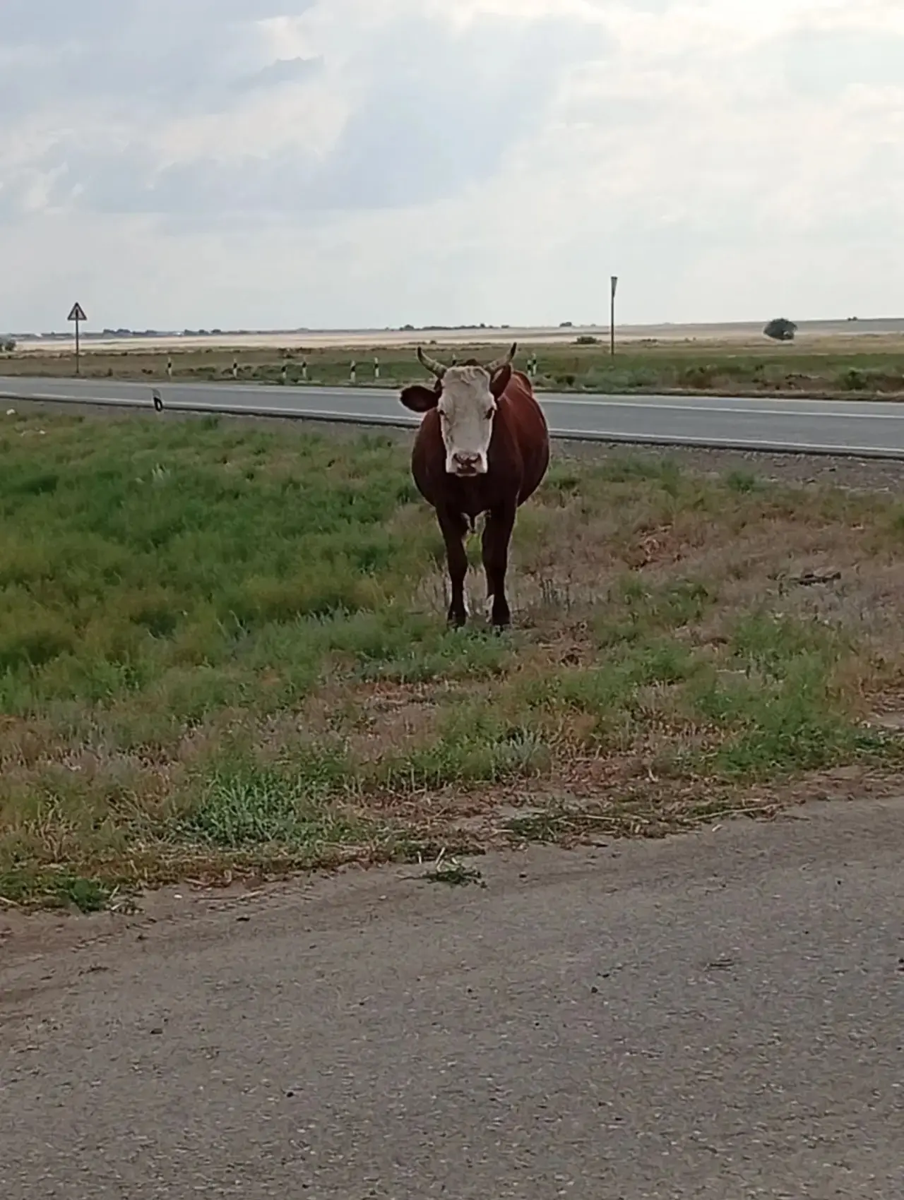 🐄 В Малых Дербетах начались профилактические рейды по недопущению бесконтрольного выпаса скота. Сов