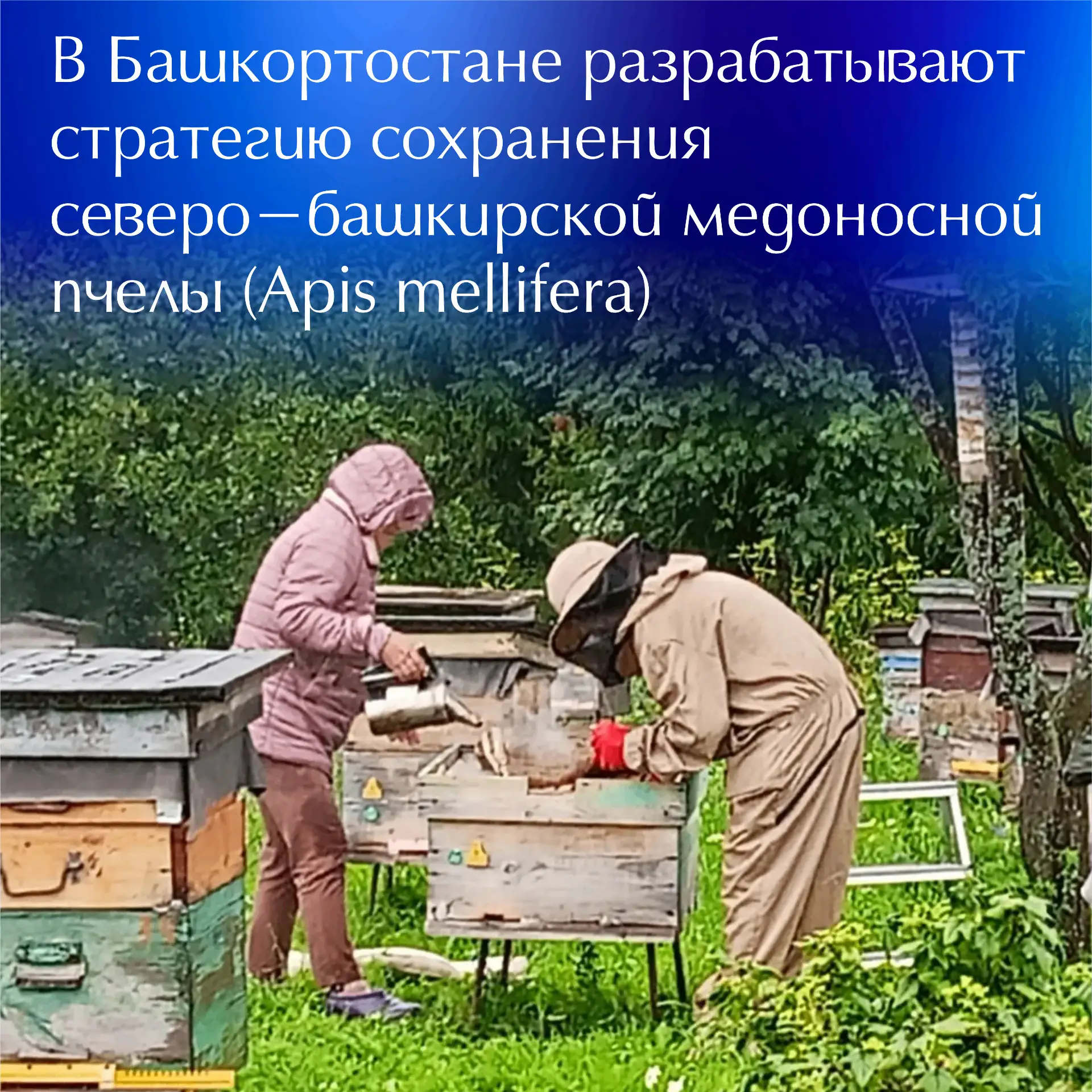 🐝 С 2025 года Башкирское отделение Русского географического общества и ученые естественно-географич