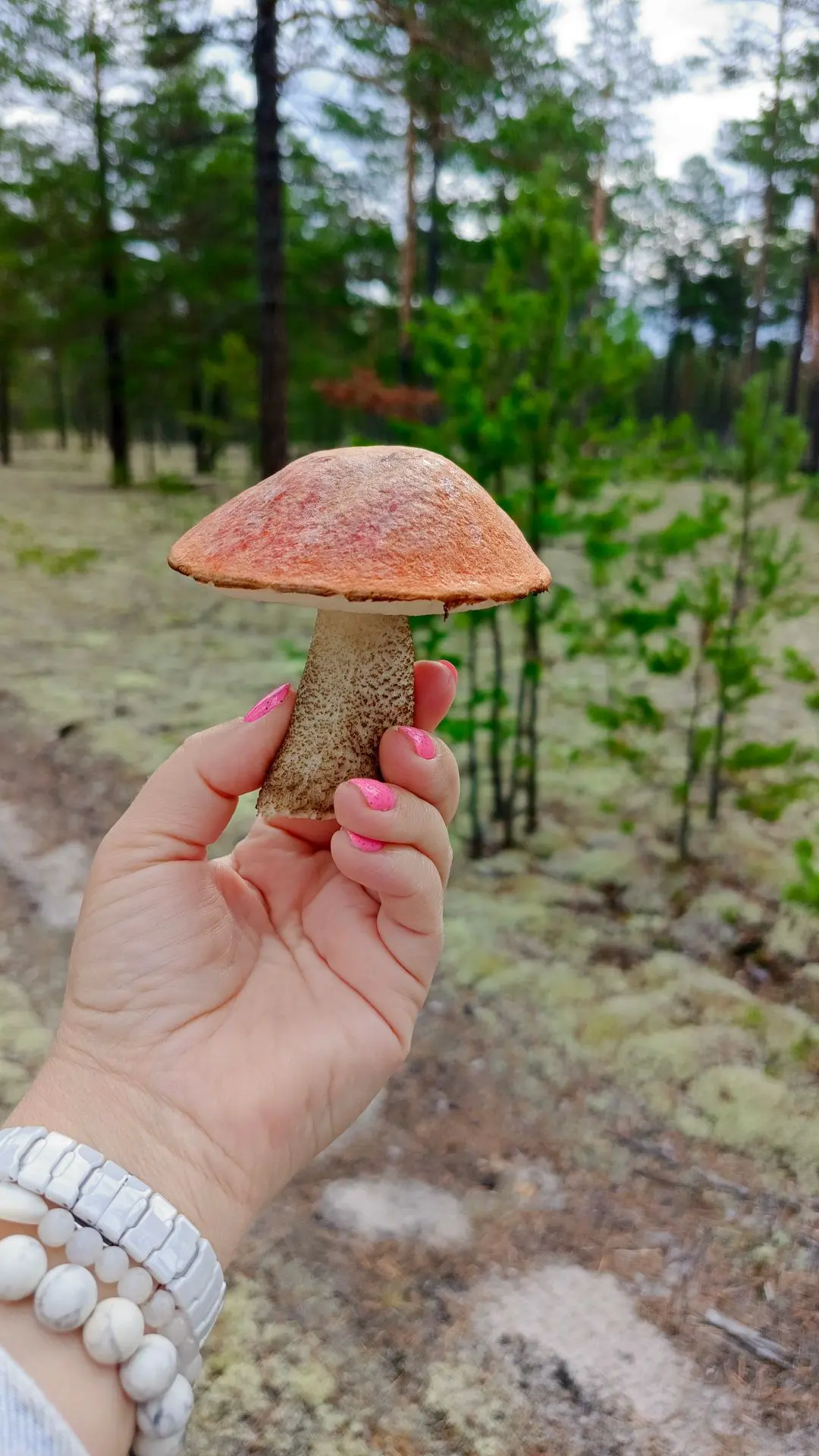 Грибочки появились, сегодня будем жарить картоху с грибами.🤗