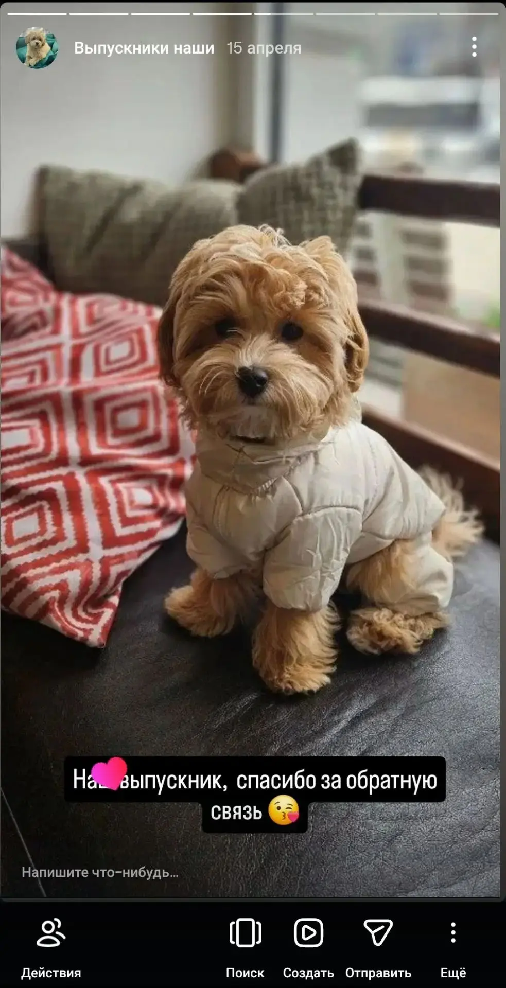🐾 **Выделяют три основные категории размеров мальтипу:** 🐶✨