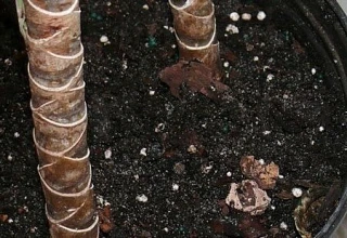 ГРУНТ ДЛЯ ДРАЦЕНЫ🌿

Правильный грунт – залог здоровья драцены, он должен быть лёгким, воздухопрониц