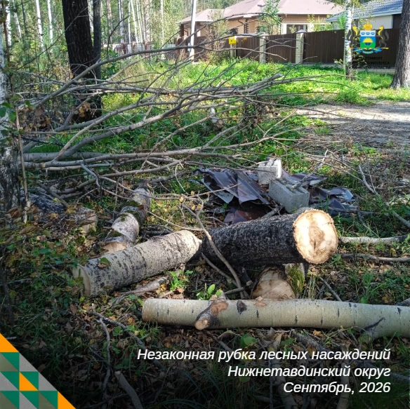 🌲 Местные власти Нижнетавдинского округа помогли выявить крупную незаконную рубку
