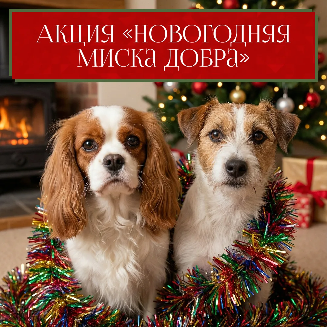 🐕 «Новогодняя миска добра» 🐈
Благотворительная акция с таким названием проходит в коле с 16 по 23 