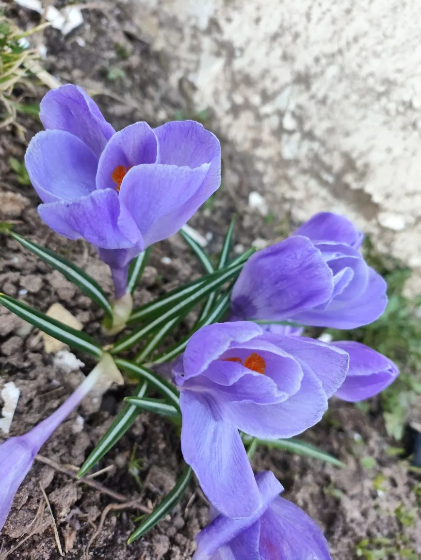 Весна бороться с зимой.