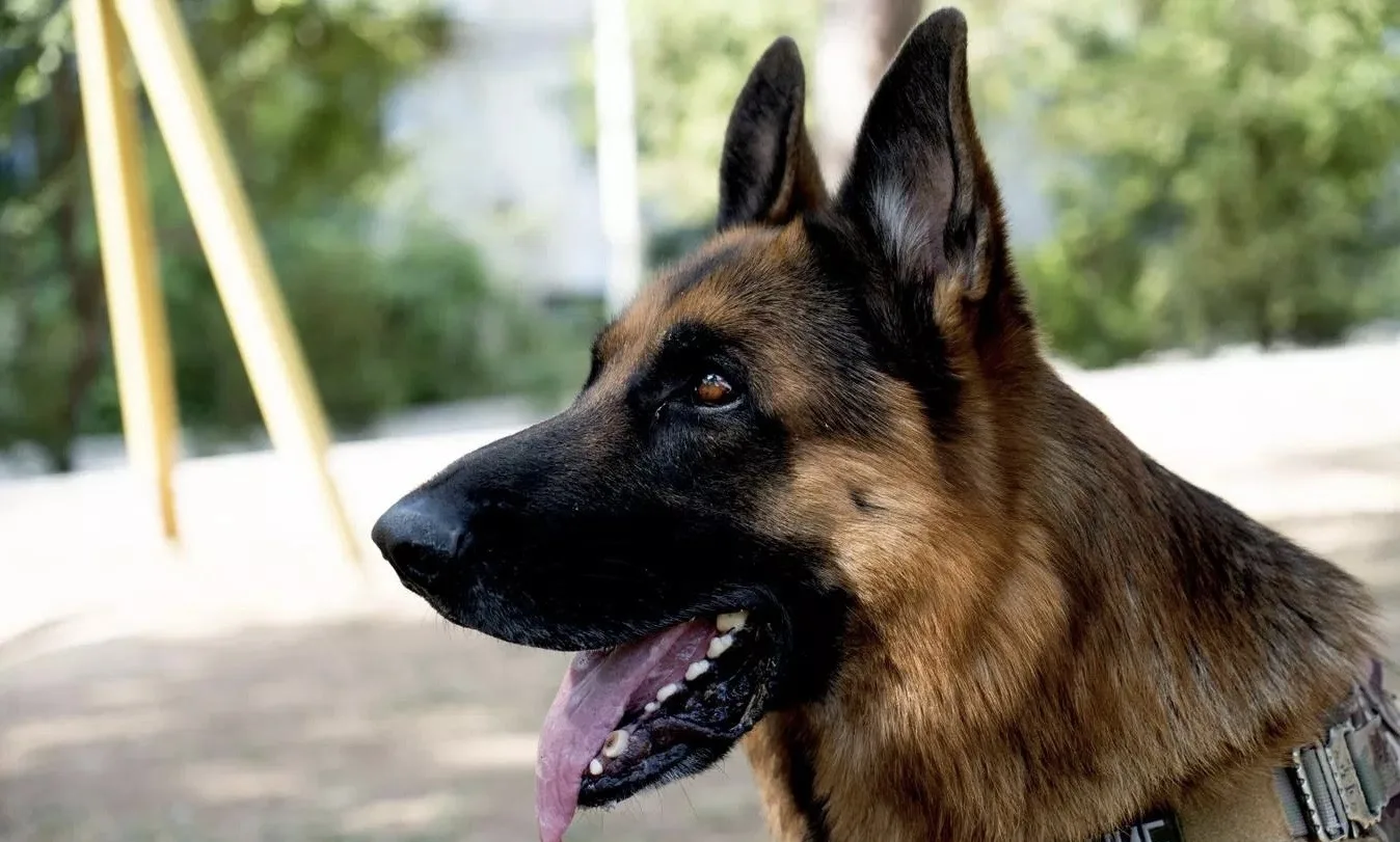 🐕 В Крыму живет уникальный служебный пес Шикбарс – он ищет взрывчатку и тренирует детей.