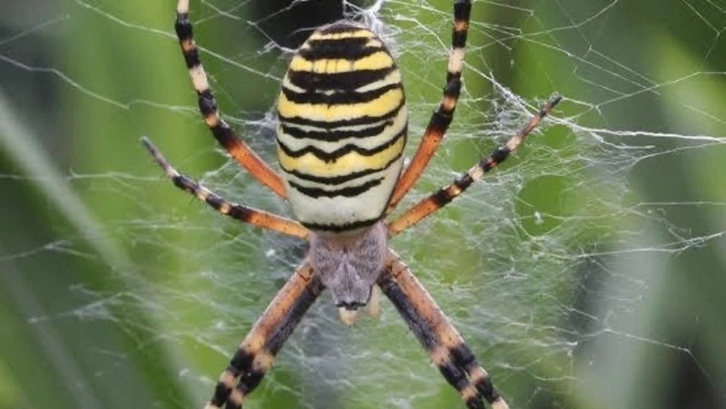 🕷Пауков-ос все чаще стали замечать в городском парке Южно-Сахалинска