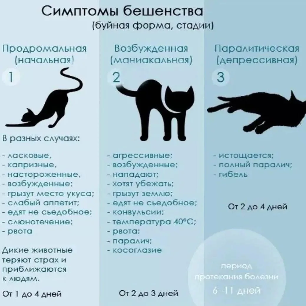 О БЕШЕНСТВЕ простыми словами