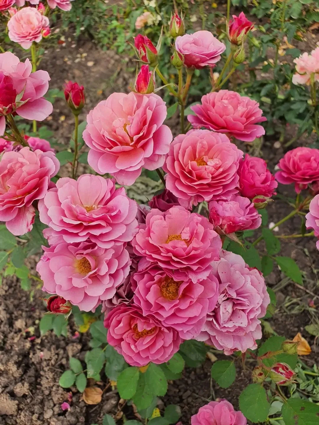 🌹Удивительная японская роза Аои
