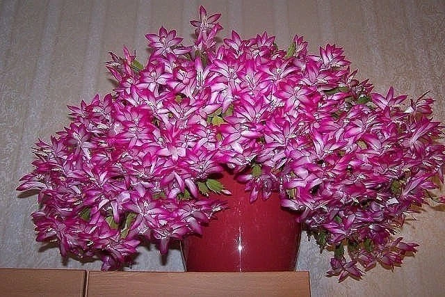 КАСТОРОВОЕ МАСЛО ДЛЯ ПЫШНОГО ЦВЕТЕНИЯ 🌸

Хотите, чтобы ваши цветы цвели ярко и долго, словно с карт