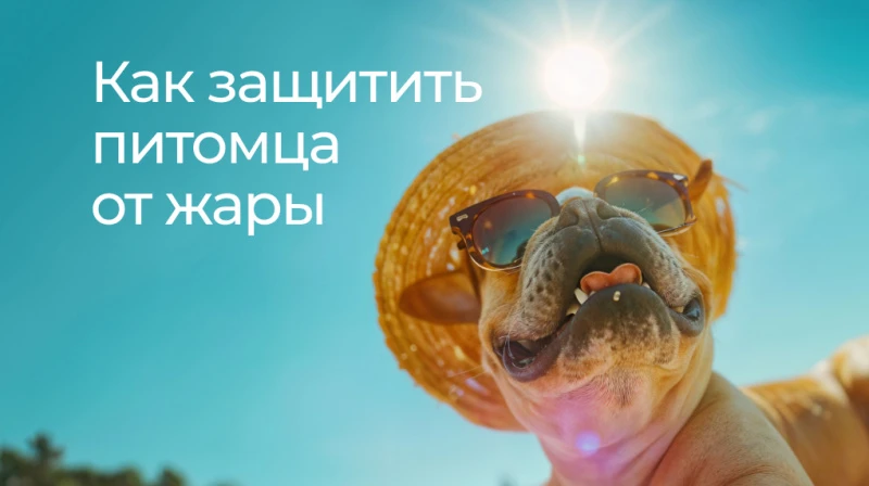 🌞Как защитить питомца от жары🐾