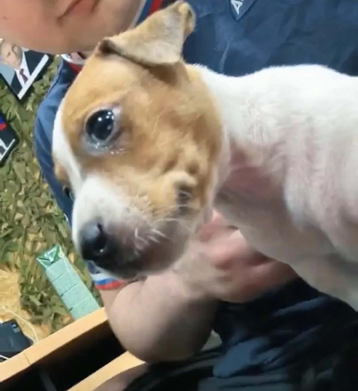 🐕Настоящий ангел-хранитель: собака отдала свою жизнь, спасая сибиряков в зоне СВО