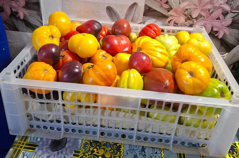 Продам помидоры разного размера, цена 290 руб./кг., в наличии 7 кг. Самовывоз п.ГРЭС. 8...