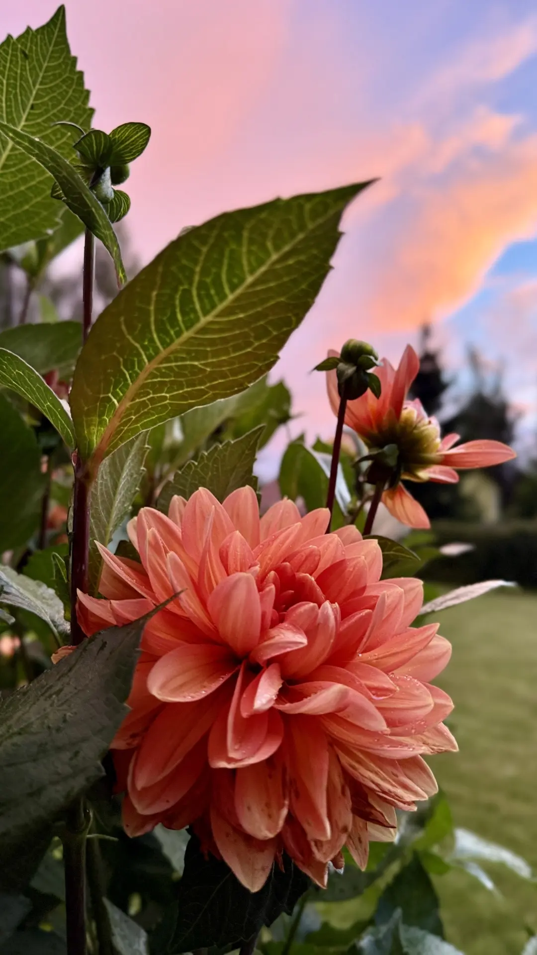 🌸 Полюбуйтесь на этого красавчика!