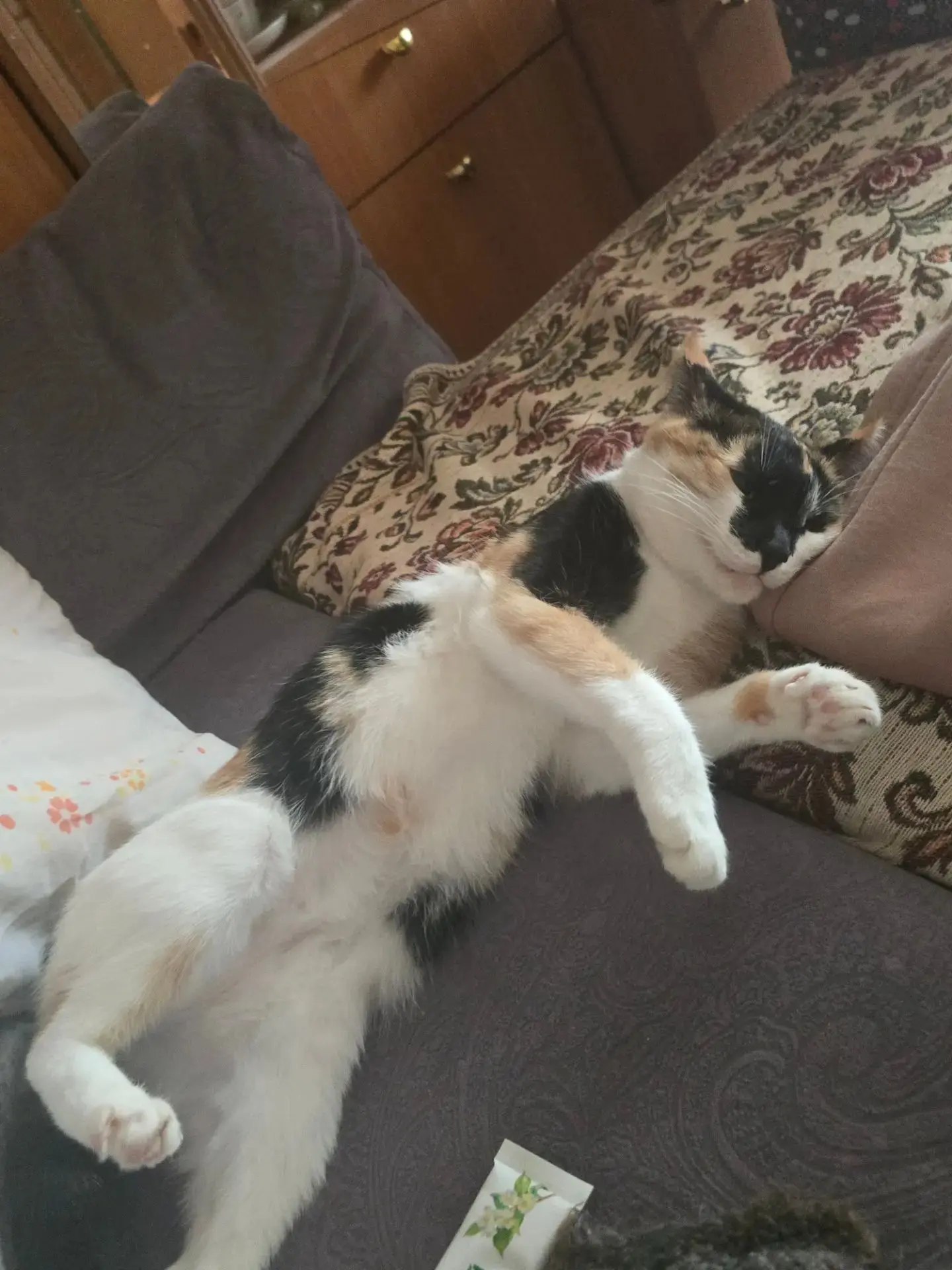 Потеряшек пост 

Просим помочь найти кошку зовут Муся ей 5 лет. Кошка домашняя не разу на улице не г