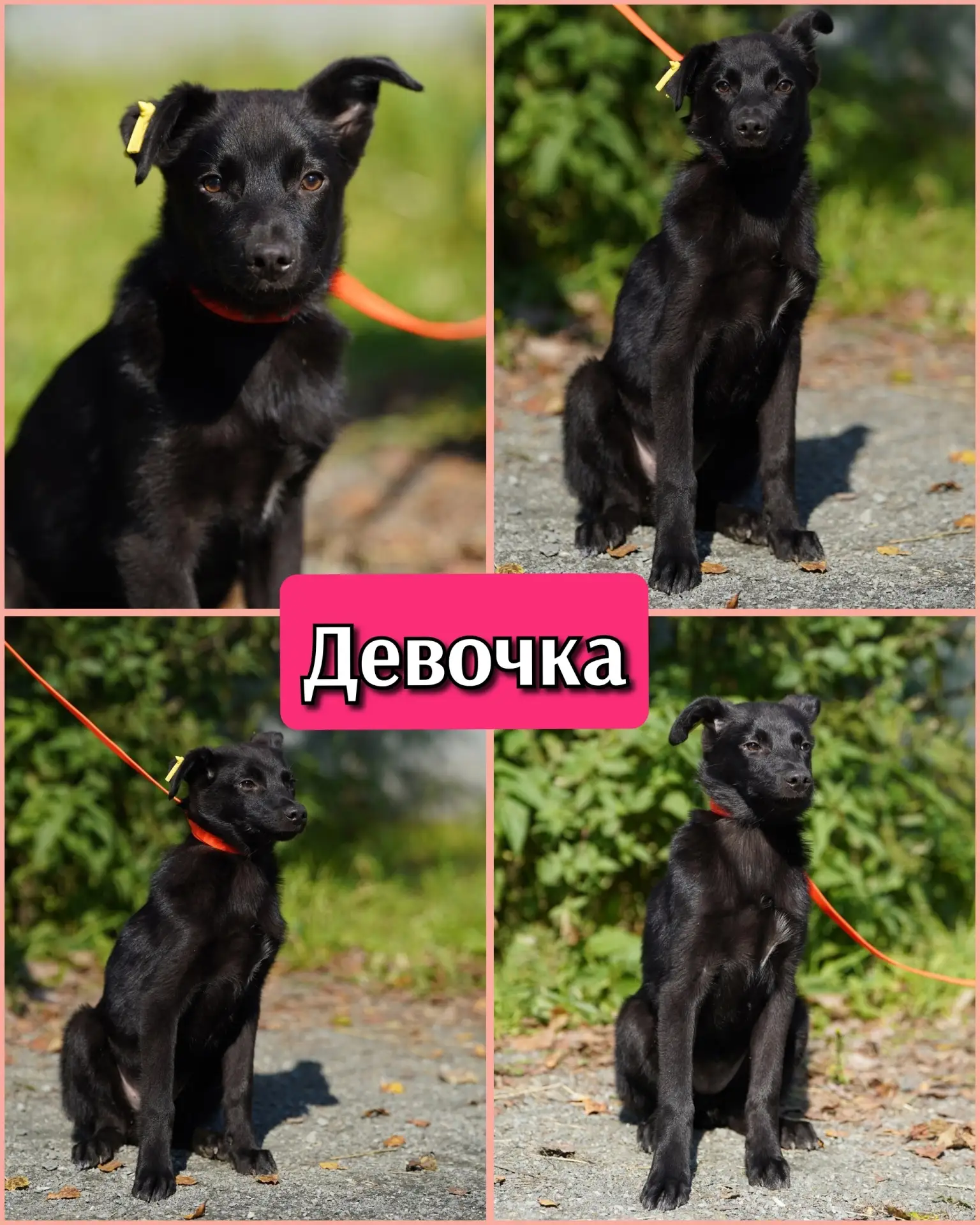 🦮 Щенкам - дикарятам нужен дом или временная передержка!