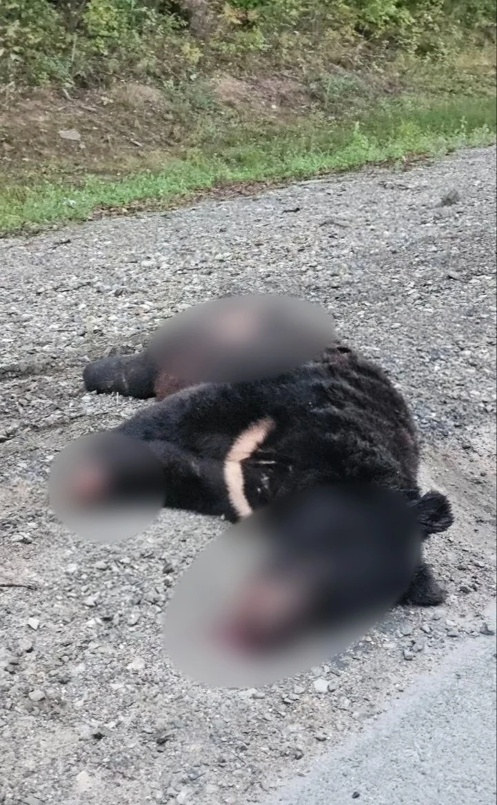 Насмерть сбили гималайского медведя
