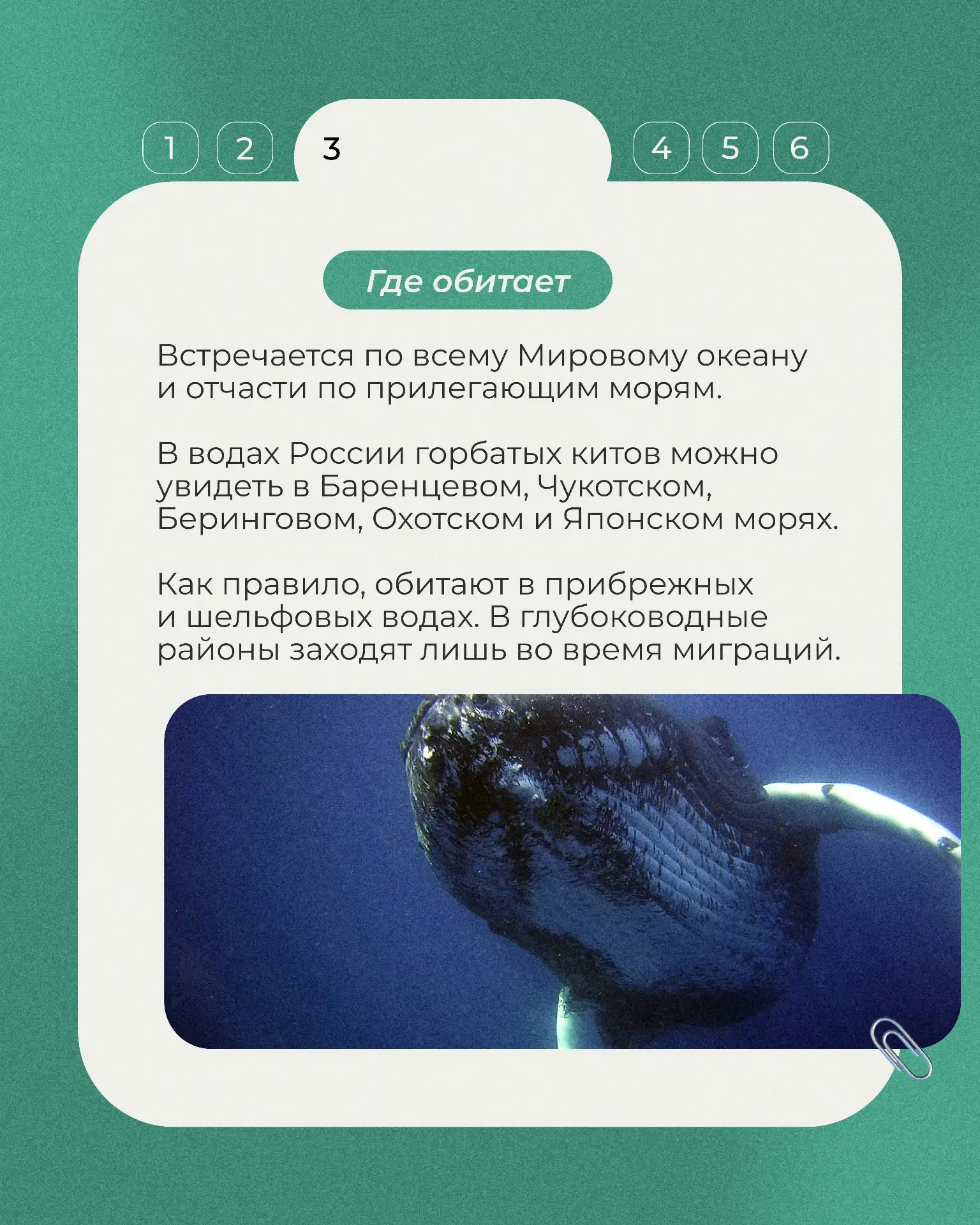 Сегодня в рубрике «Животные Красной книги» горбатый кит - величественный обитатель Баренцева моря, и