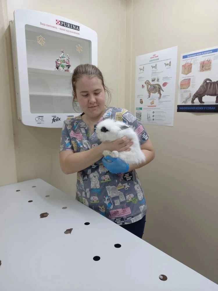 🐾 У вас дома живёт пушистый комочек? Давайте поговорим о здоровье кроликов!