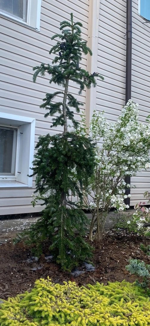 РАСТЕНИЕ ДНЯ

Abies Veitchii ‘Pendula’
Пихта Вича

Ближайшее Подмосковье, Север
Возраст: 12-15 лет
Р