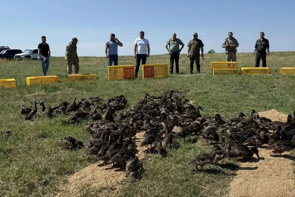 На Весёловском водохранилище выпустили более 1,4 тысячи уток-крякв. Чтобы птицы быстрее адаптировали