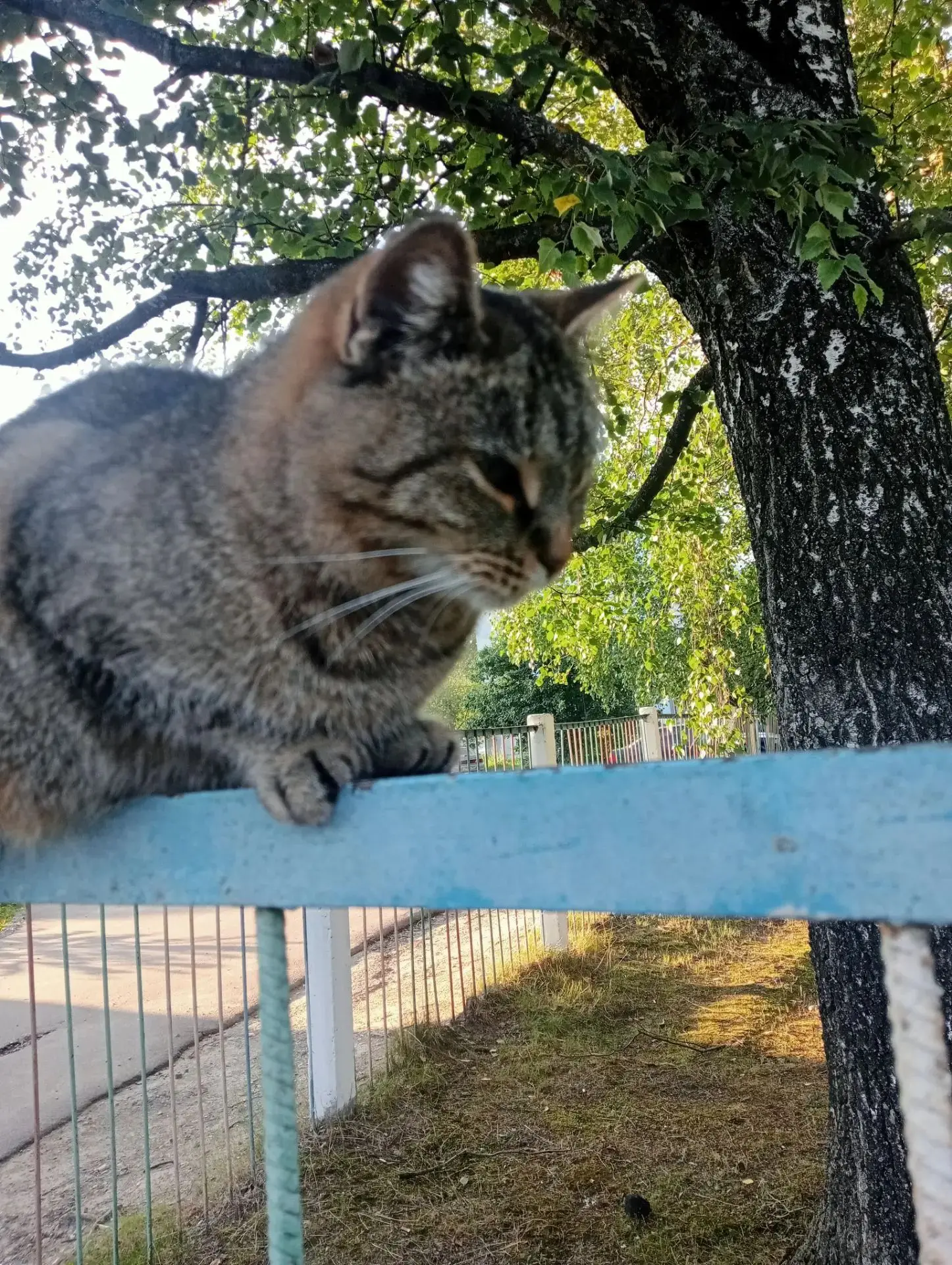 Городские милахи 🐈‍⬛
Автор фото: Сумайя