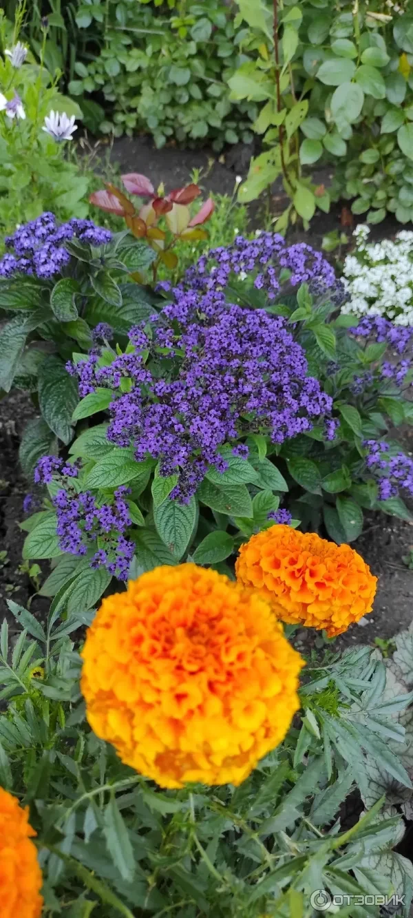 🌼 Если вы когда-либо гуляли по Оранжерейному саду Петергофа, то, безусловно, обратили внимание на ге