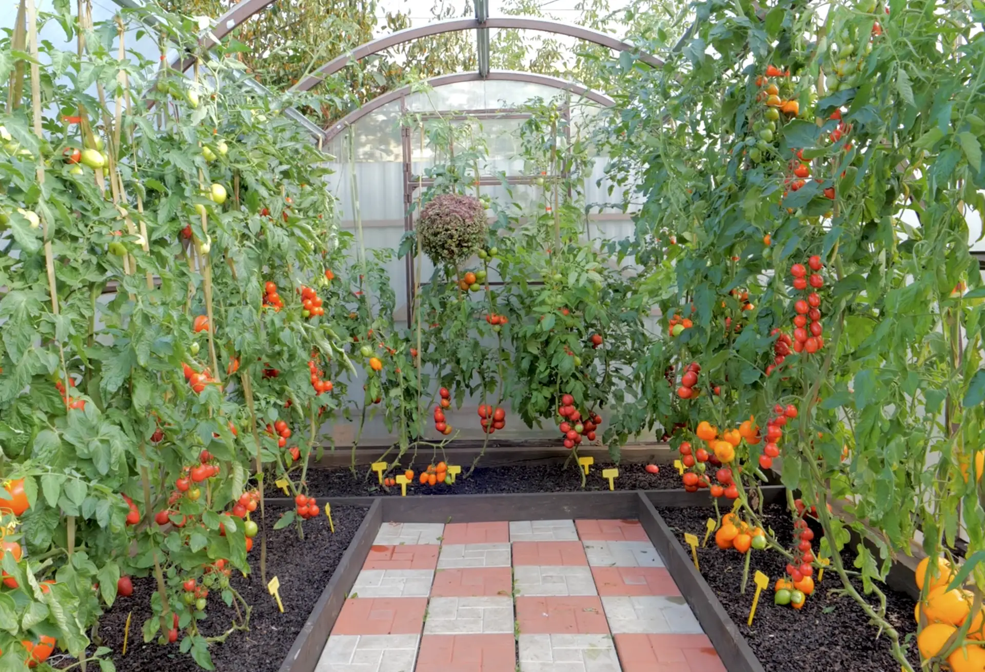 Про томаты: часто задаваемые вопросы 🍅🍅  - Почему на томатах завязалась первая кисть, а следующая по