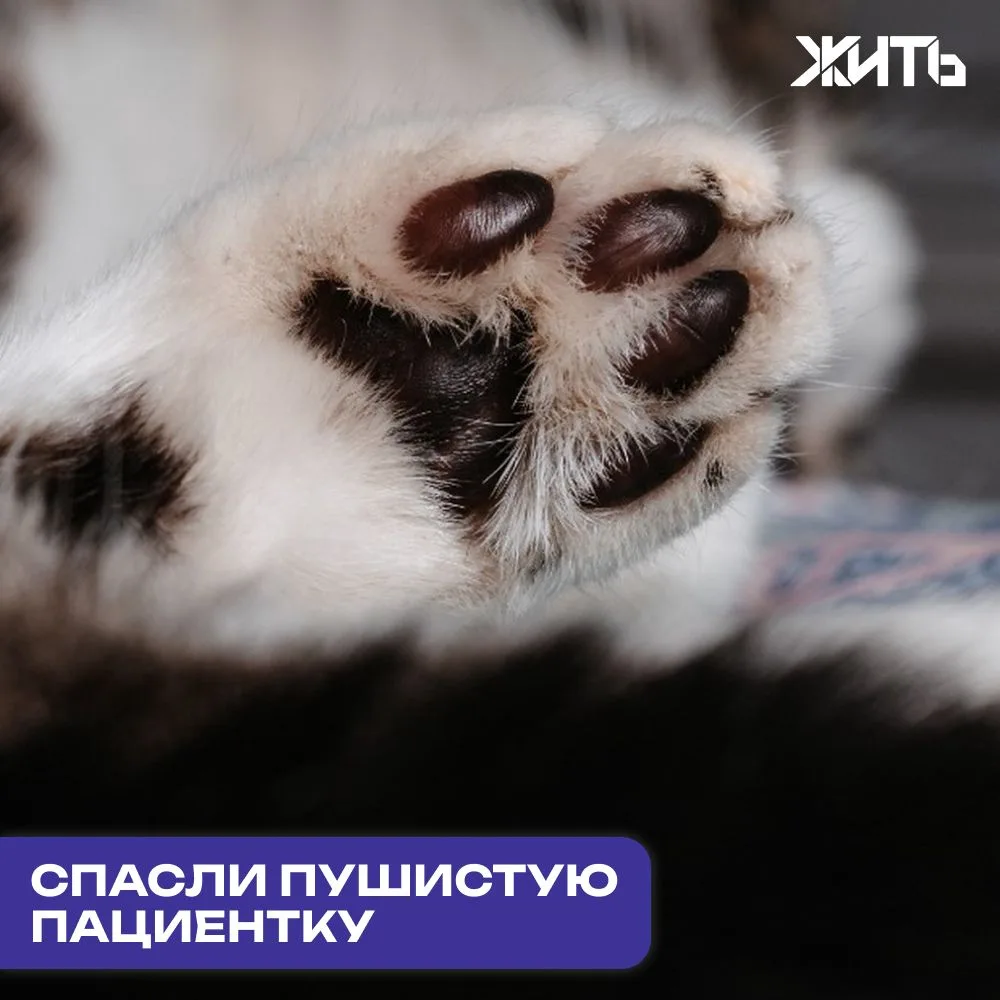 Московские ветеринары поставили на лапы кошку, упавшую с 12-го этажа