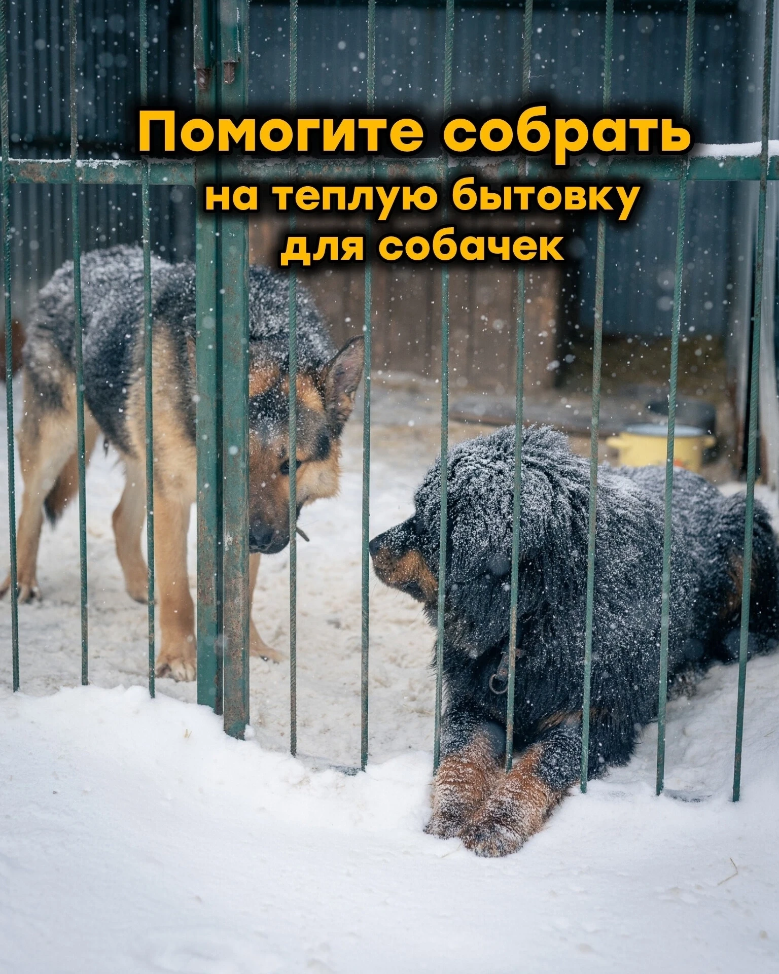 Нужна ваша помощь в сборе на бытовку собачкам! Нам очень важно успеть до холодов🙏