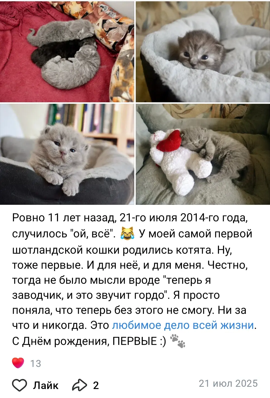 Год назад я делала в ВК такой вот праздничный пост :) А сегодня моим самым первым шотландским котята