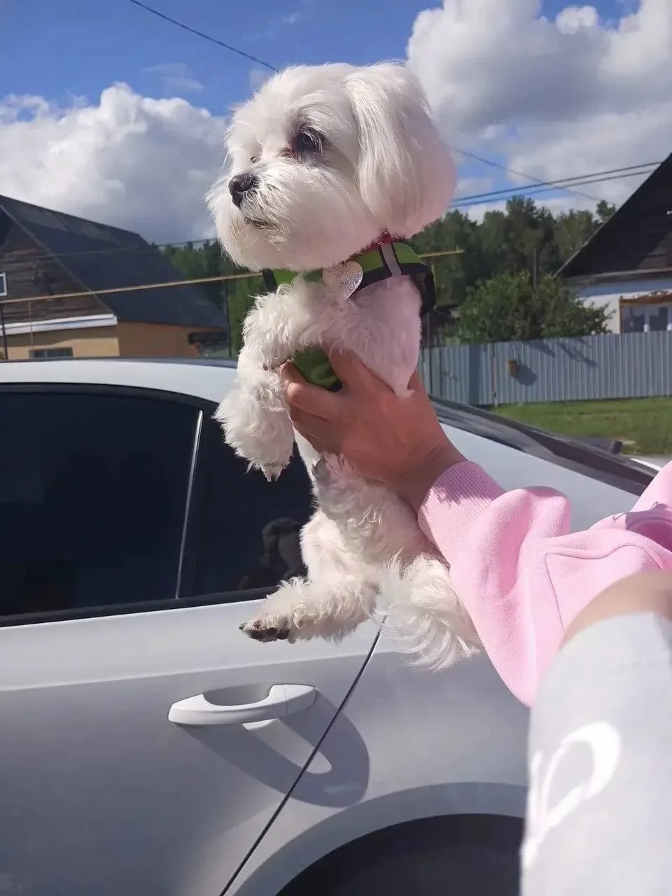 🐶 На трассе у Богандинского нашли ДОМАШНЕГО ПЁСИКА