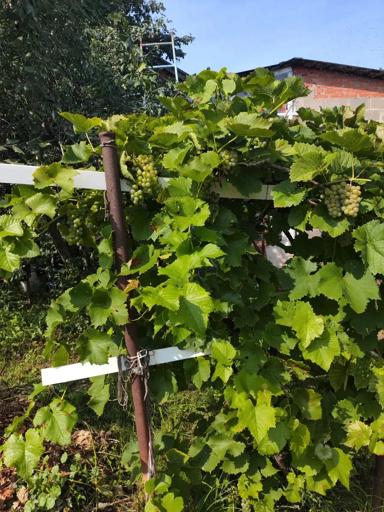 Папочка делится фото винограда 🍇