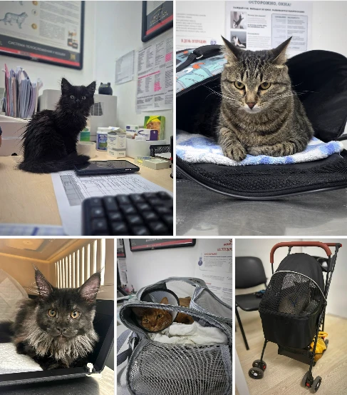 Очень вас просим — приносите кошек и котов В ПЕРЕНОСКАХ. 👜 5 причин, почему ЭТО ВАЖНО: