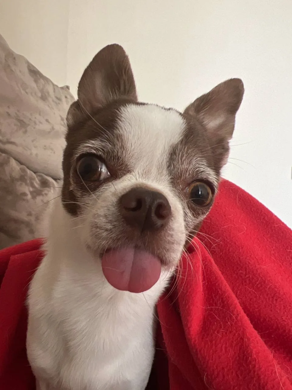 🐶 Фестиваль «Зоофрендли»