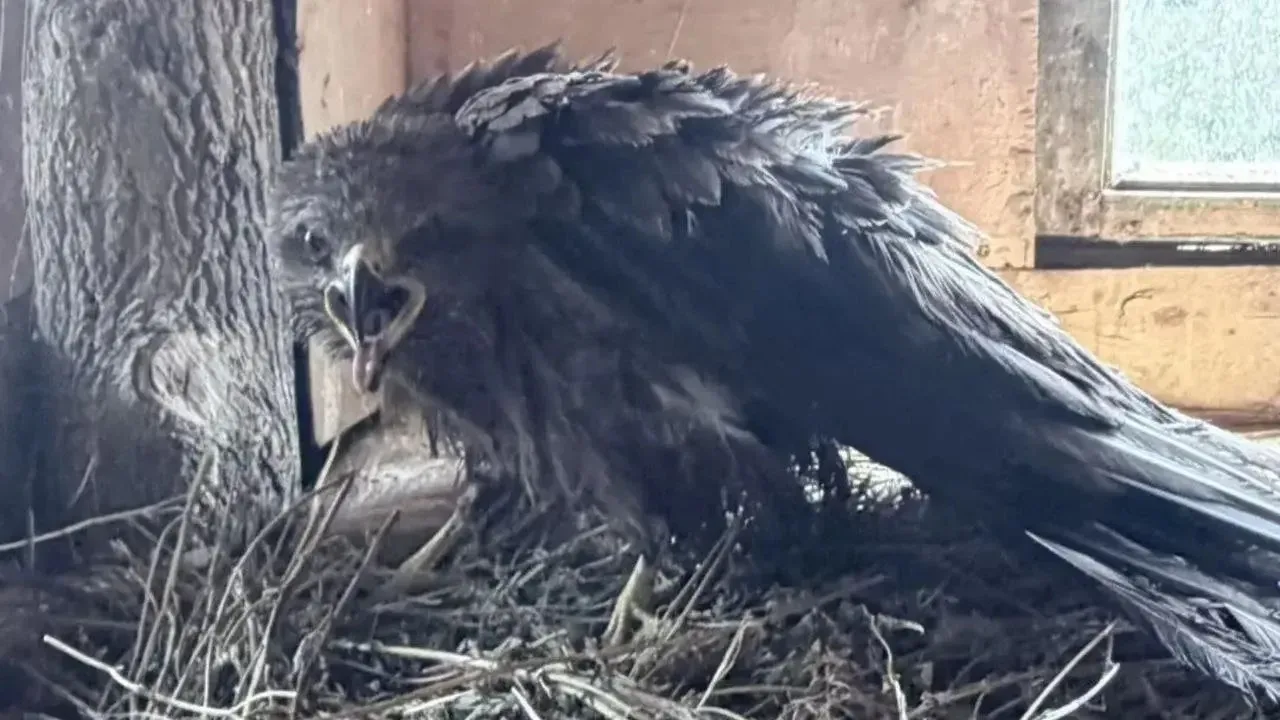 🦅 В Зеленодольском районе спасли чёрного коршуна, который запутался в рыболовной леске. 

Семья зам