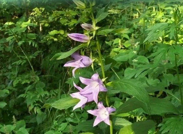 🌸 В Курской области создан новый памятник природы с краснокнижным дозорщиком императором  Особо охра