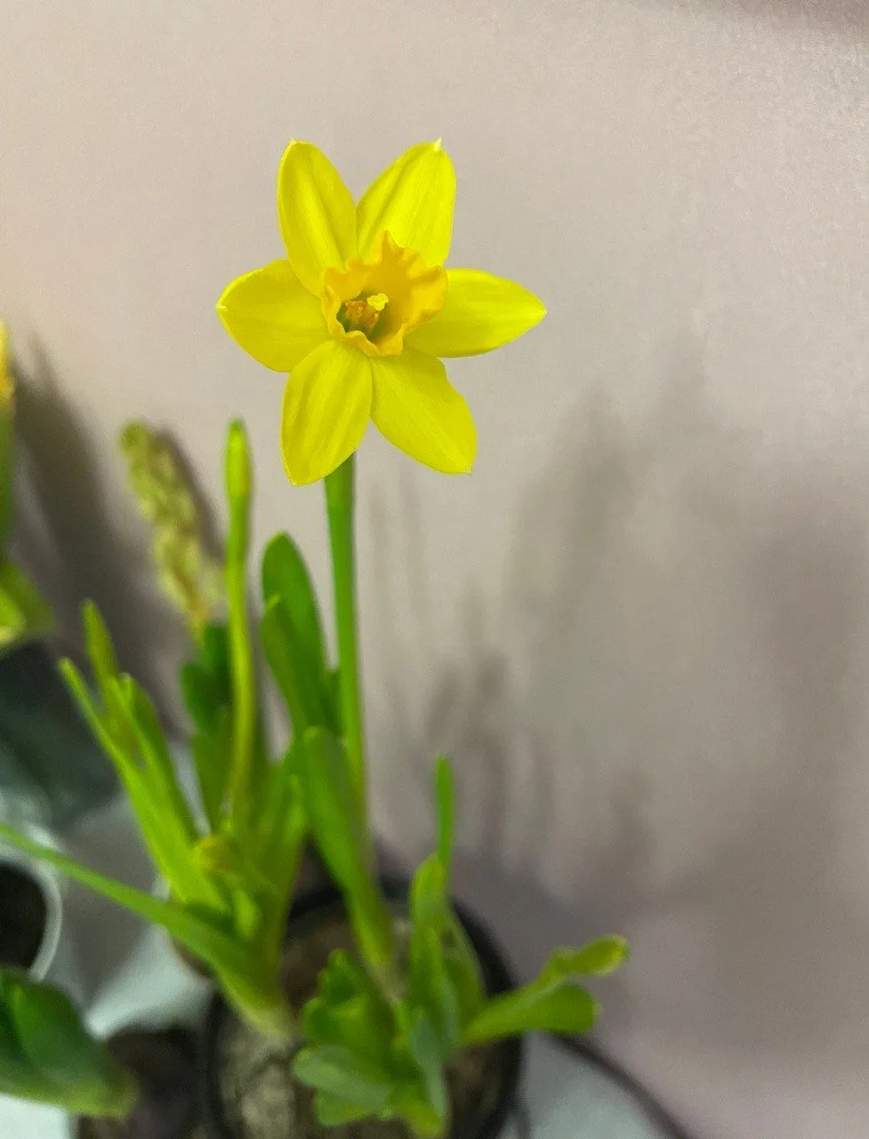 На улице - снег, а в корпусах УлГУ - весна 🌷🌷🌷