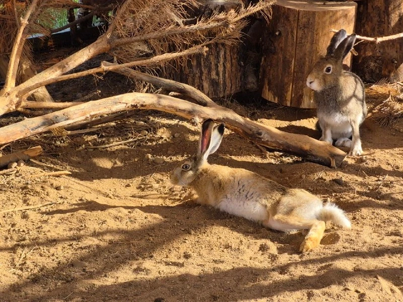 🐰 Слишком привыкла к людям: спасенная зайчиха Локи останется жить в тверском «Доме зайца»