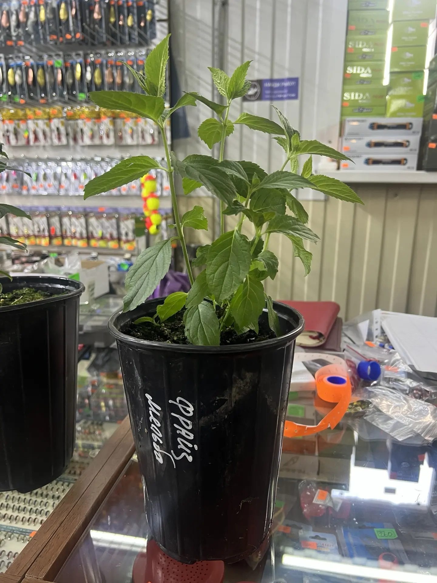 Размер трехлетних саженцев🌱