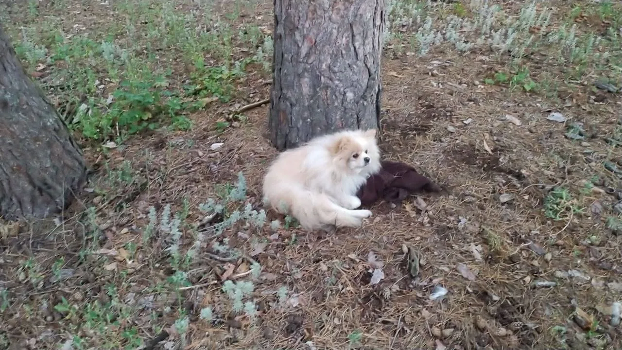 🐕 В Лисках заметили собаку-потеряшку.