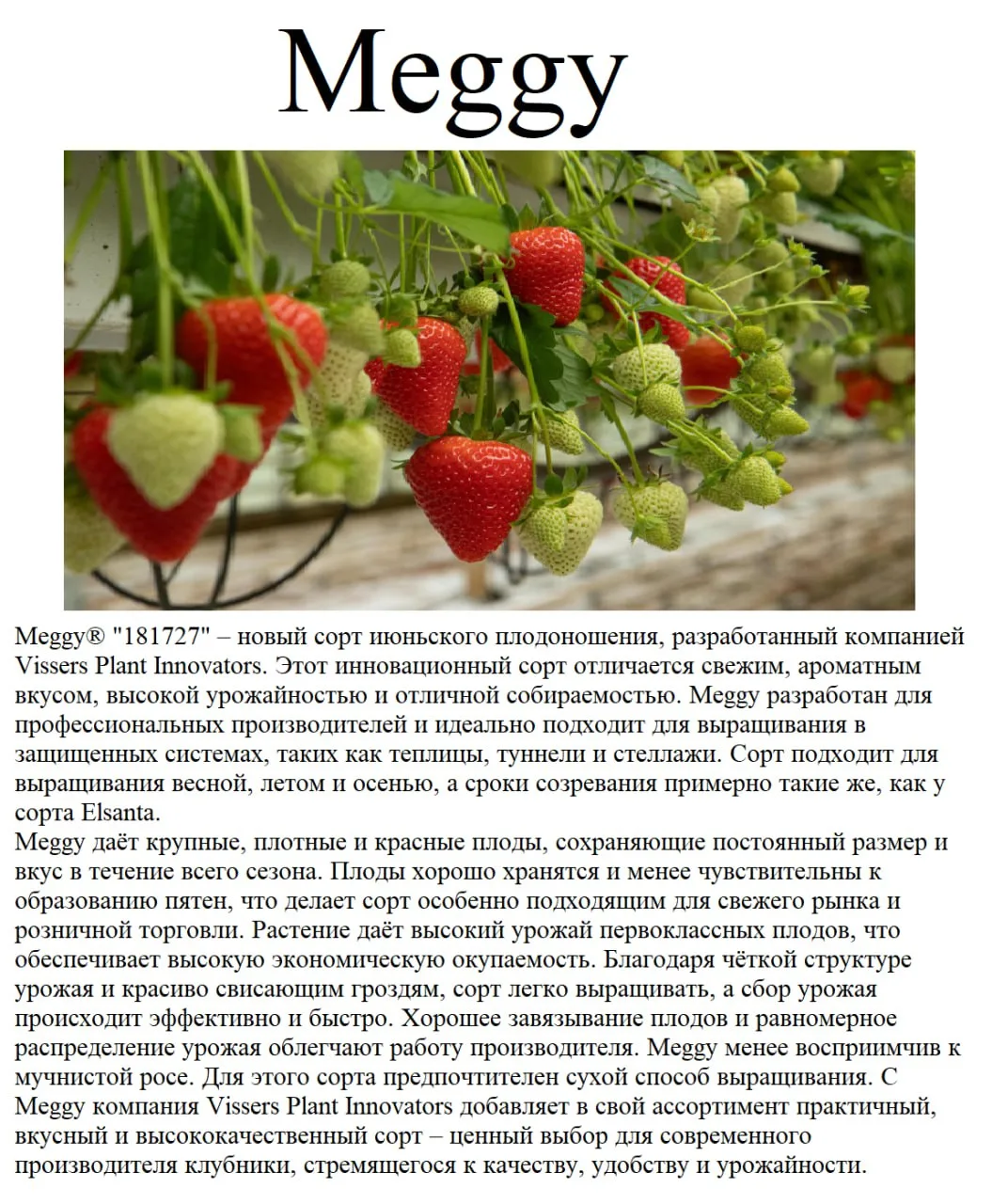 🍓Новинка 🍓 Среднего срока созревания   Meggy  79,8 ₽ (А) можно брать по 5шт